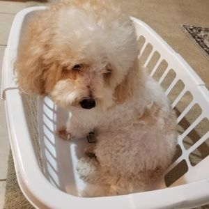 Meet your Posher, Armina